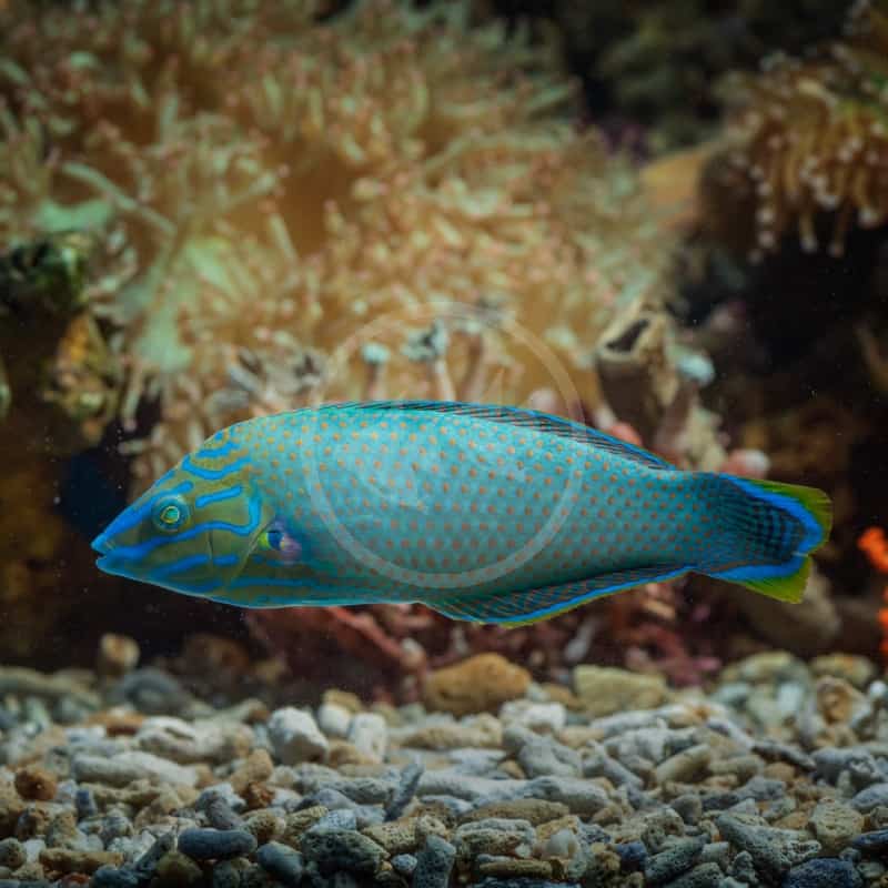 WRASSE - GREY HEAD Halichoeres leucurus - Aquatics Unlimited