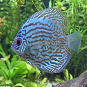 DISCUS - TURQUOISE Symphysodon Aequifasciatus - Aquatics Unlimited