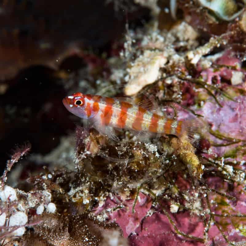 GOBY - RED STRIPER Trimma cana - Aquatics Unlimited