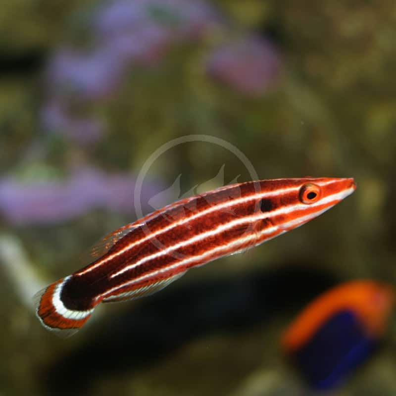 HOGFISH PEPPERMINT CANDYCANE Bodianus sepiacaudus Aquatics Unlimited