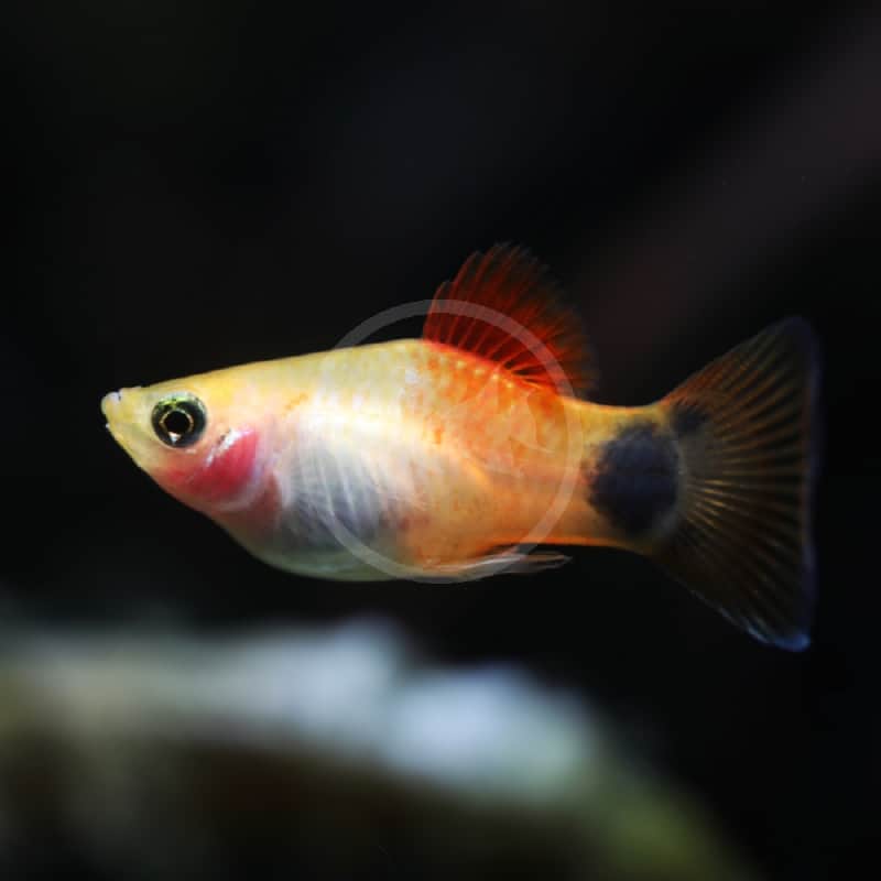 Yellow Platy Fish