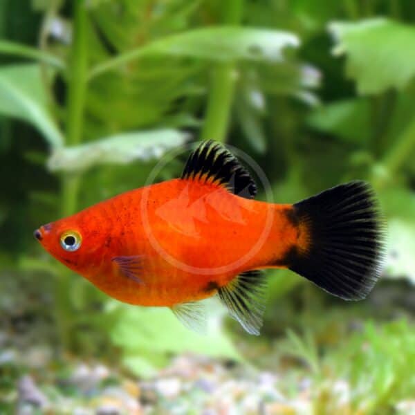 PLATY - RED WAG Xiphophorus maculatus - Aquatics Unlimited