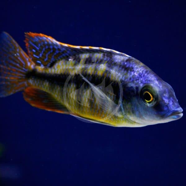 CICHLID - HAP RED EMPRESS Protomelas taeniolatus - Aquatics Unlimited