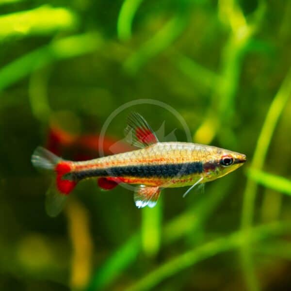 MINNOW RAINBOW SHINER Notropis chrosomus Aquatics Unlimited