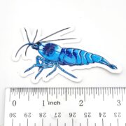 The AQUARIUM FISH STICKER features a blue shrimp on a white background, perfect for enthusiasts. Its shown next to a ruler with inches and centimeters for scale.
