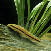 A slender Chinese Algae Eater (Gyrinocheilus aymonieri) swims by a rock in an aquarium, showcasing its distinctive dark side stripe, while green aquatic plants enhance the background.