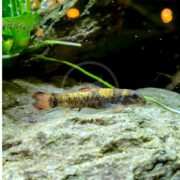 A close-up of an ALGAE EATER - GARRA PANDA (Garra flavatra) with black stripes and orange fins swims near a rock in an aquarium, surrounded by green aquatic plants and air bubbles, creating a serene underwater scene.