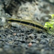 An ALGAE EATER - SIAMESE (SAE Crossocheilus oblongus) with a sleek, elongated body and distinctive black stripe glides along the dark gray gravel substrate of a fish tank, while a small green plant adds contrast on the right against a blurred background.