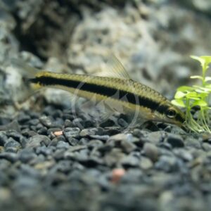 TETRA - FLAME / VON RIO Hyphessobrycon flammeus - Aquatics Unlimited