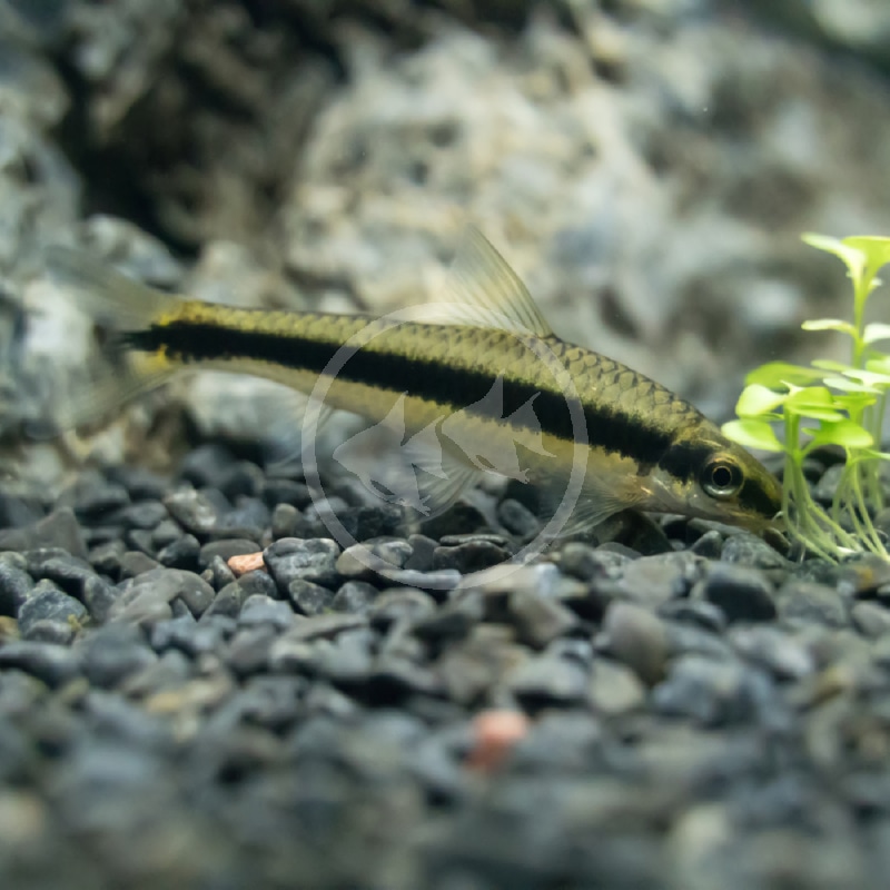 ALGAE EATER SIAMESE SAE Crossocheilus Oblongus Aquatics Unlimited ALGAE EATER SIAMESE SAE Crossocheilus Oblongus Aquatics Unlimited