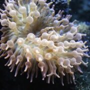 Close-up of ANEMONE - BUBBLE TIP COLORED Entacmaea quadricolor, showcasing elongated, translucent tentacles with rounded tips in light beige, swaying against a dark rocky backdrop.