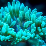 The ANEMONE - BUBBLE TIP GREEN (Entacmaea quadricolor) showcases vibrant, illuminated green tentacles that stand out against a dark backdrop for a surreal visual effect.