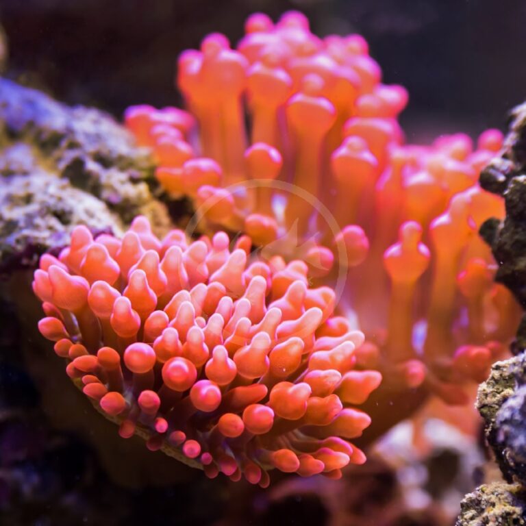 ANEMONE BUBBLE TIP ROSE Entacmaea quadricolor Aquatics Unlimited