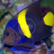 A vibrant ANGEL - ASFUR Pomacanthus asfur fish showcases a deep blue body and bright yellow stripe on its back, paired with a yellow tail, set against a blurred coral and marine life underwater backdrop.