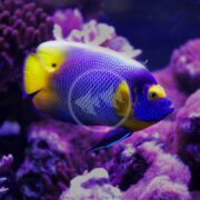 The ANGEL - BLUE FACE Pomacanthus xanthometopon, with intricate patterns and a round white spot on its side, glides through coral reefs in an aquarium surrounded by pink and purple corals, creating a vibrant underwater scene.