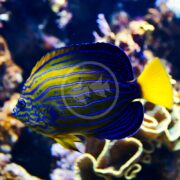 In an aquarium, an ANGEL - BLUELINE Chaetodontoplus septentrionalis glides elegantly by the coral, its vivid blue stripes and bright yellow tail contrasting beautifully with the soft focus of the surrounding sea life.