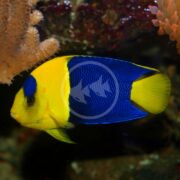 The vibrant ANGEL DWARF - BICOLOR Centropyge bicolor swims near coral in an aquarium, showcasing its bright yellow body and deep blue markings.