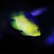 A vibrant, neon green fish reminiscent of the ANGEL DWARF - COLINS Paracentropyge colini, with blue-tinted fins and tail swims against a dark background. Its large, round eye stands out, enhancing the enchanting underwater scene.