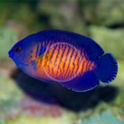 The ANGEL DWARF - CORAL BEAUTY Centropyge bispinosus swims against a blurred green background, featuring deep blue outlines and bright orange accents.