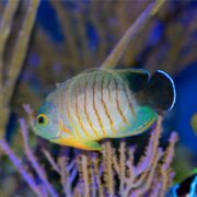 The ANGEL DWARF - EIBLI / RED STRIPED (Centropyge eibli) with vivid vertical stripes glides gracefully by coral, its turquoise body highlighted by orange and yellow markings. The delicate coral branches contrast beautifully against the blurred deep blue background.