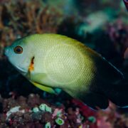 The ANGEL DWARF - HALF BLACK Centropyge vroliki gracefully glides near coral and sea anemones, showcasing its yellow body, black tail, and striking yellow-orange gill markings against a vibrant underwater backdrop.