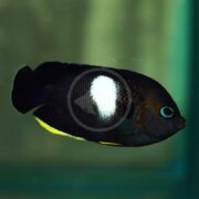 The ANGEL DWARF - KEYHOLE MELAS (Centropyge tibicen) is a dark marine fish distinguished by a white oval spot on its side, bright blue eyes, and yellow near its tail. It glides gracefully through a blurred greenish underwater setting.