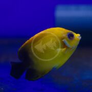 The ANGEL DWARF - LEMONPEEL X HALF BLACK HYBRID (Centropyge flavissima x vroliki) glides elegantly in the blue aquarium, its dark tail and fins contrasting with the blurred backdrop, enhancing its vibrant colors.