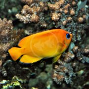 The ANGEL DWARF - ORANGEPEEL Centropyge flavissima var. gracefully swims among coral, its vivid blue accents and striking blue eye contrasting with dark-edged fins, beautifully showcasing its natural beauty.