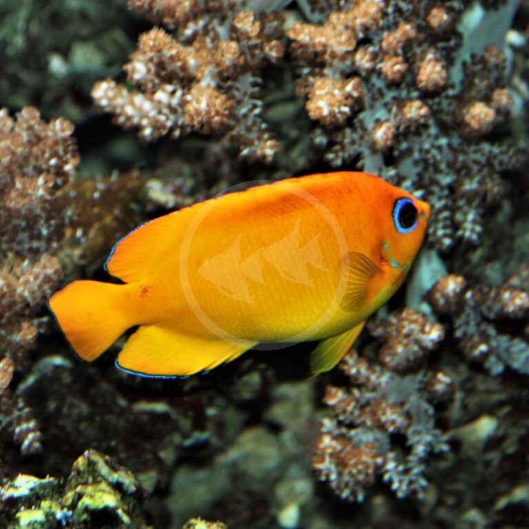 ANGEL DWARF - ORANGEPEEL Centropyge flavissima var. - Aquatics Unlimited