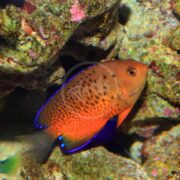 The ANGEL DWARF - RUSTY Centropyge ferrugata glides through the coral reef, flaunting a vibrant orange body, blue-tipped fins, and intricately patterned scales as it swims gracefully among the rocks.