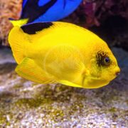 A vibrant yellow Centropyge woodheadi angel swims gracefully with a black upper back patch in an aquarium with blurred aquatic plants, glimpses of another blue fish, and a pebble-covered floor.
