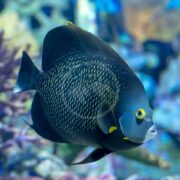An ANGEL - FRENCH Pomacanthus paru glides gracefully in the aquarium, with its dark blue body and yellow speckles. Its vibrant yellow accents and unique fin patterns stand out against a soft backdrop of coral and aquatic plants.