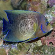 A vibrant tropical fish, possibly the ANGEL - KORAN Pomacanthus semicirculatus, with blue and yellow hues swims near coral. Its flat oval body has intricate patterns with vivid blue outlines, against a backdrop of green and pink corals.