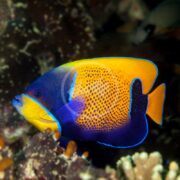 The ANGEL - MAJESTIC Pomacanthus navarchus, with its blue body, vivid orange back, and yellow accents, swims among ocean coral. Its intricate patterns enhance its striking appearance.