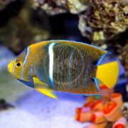 The ANGEL - PASSER (Holacanthus passer) flaunts a yellow tail and blue-edged body with bold white vertical stripes, gliding gracefully by the coral in an aquarium, its dorsal fin accented with vivid blue.