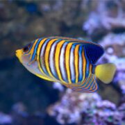 A regal angel fish (ANGEL - REGAL Pygoplites diacanthus) gracefully glides through the water, showcasing its vibrant blue, yellow, and orange stripes against a blurred coral background. Its bold patterns starkly contrast the soft tones of the underwater scenery.