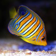 A colorful ANGEL - TANK RAISED REGAL Pygoplites diacanthus, showcasing vivid blue and orange stripes, yellow tail and fins, and a striking blue pattern on its head and body, gracefully swims near the sandy ocean floor amid small pebbles.