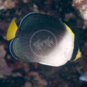 The ANGEL - SINGAPORE Chaetodontoplus mesoleucus beautifully swims through the vibrant coral reef, displaying its black and white body, a bright yellow tail, and blue accents on the dorsal fin.