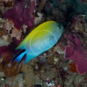 A vibrant zebra swallowtail and spotbreast angel fish, Genicanthus melanospilos, with a yellow head and blue body swims gracefully near colorful coral in an enchanting underwater scene.