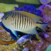 A Genicanthus melanospilos, known as the ANGEL - ZEBRA SWALLOWTAIL / SPOTBREAST, with blue and yellow hues and black vertical stripes swims among vibrant blue and purple corals and aquatic plants, creating a lively underwater scene.