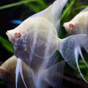Close-up of two ANGELFISH - FW ALBINO DANTUM Pterophyllum scalare x altum gliding gracefully in an aquarium. Their pale bodies, translucent fins, and orange eyes enhance the serene scene against lush green aquatic plants, showcasing their beauty.
