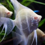 Three Albino Peruvian Altum angelfish with translucent, flowing fins glide gracefully in a tank. Their pale bodies and bright orange eyes contrast beautifully with the green aquatic plants, while the clear water showcases the delicate features of the Pterophyllum scalare species.