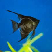 The ANGELFISH - FW BLACK Pterophyllum scalare, with its sleek black scales and long fins, swims gracefully against a bright blue background, complemented by green plant stems that add a natural touch to the bottom of the image.