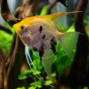 A vibrant FW Gold Marble Pterophyllum scalare angelfish with yellow and black markings, long fins, and a slightly translucent appearance swims among green aquatic plants in an aquarium with driftwood.