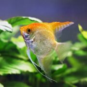 The ANGELFISH - FW GOLD Pterophyllum scalare glides among lush green aquatic plants in a clear aquarium, its vibrant gold and white hues contrasting beautifully with its translucent, fan-like fins.