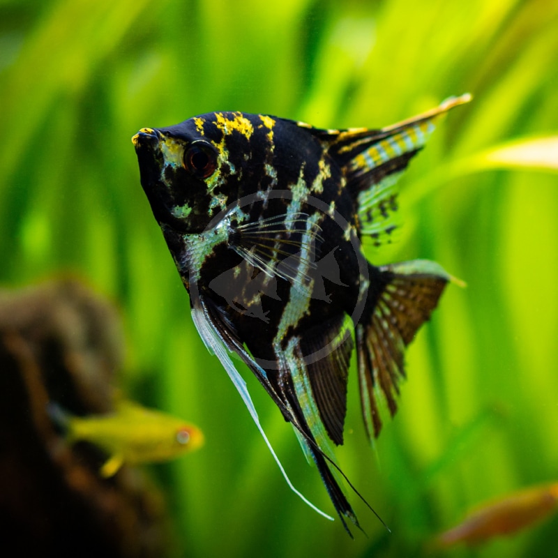 angelfish black and white