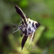 The ANGELFISH - FW MARBLE Pterophyllum scalare glides gracefully through a greenish, blurred aquatic backdrop, showcasing a sleek body with long fins and striking black and white marble stripes, enhanced by sharply angled fins.