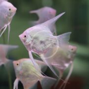 Several translucent ANGELFISH - FW PLATINUM Pterophyllum scalare swim gracefully in an aquarium, their delicate pink hue and elongated fins contrasting beautifully against a blurred platinum backdrop.