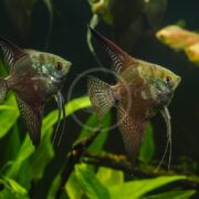 Two Angelfish FW Half Black/Smokey Pterophyllum scalare glide gracefully among lush green aquarium plants, their elongated fins and iridescent scales shimmering with subtle patterns against a soft, blurred backdrop of fish and plants.