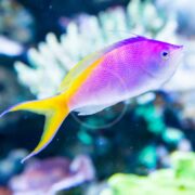Product Name: ANTHIAS - BARTLETT Nemanthias bartlettorum. A vibrant fish with a pink and yellow body and a yellow tail glides gracefully in blurred underwater surroundings, framed by colorful coral.